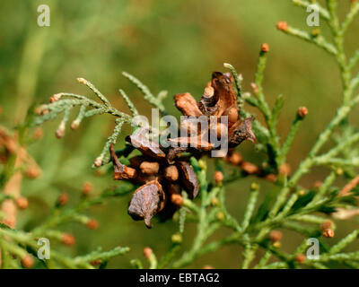 Chinesische Arbor Vitae (Thuja Orientalis, Platycladus Orientalis), Zapfen mit Samen Stockfoto