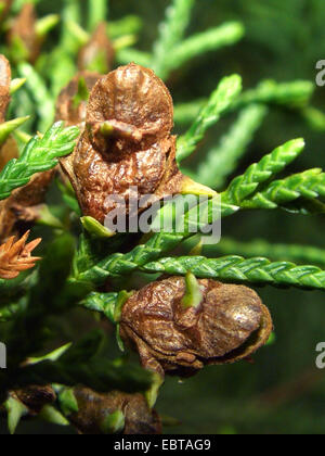 Pahautea, Kaikawaka, New Zealand Zeder (Libocedrus Bidwillii), Zapfen Stockfoto