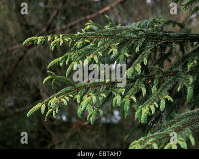 Norwegen Fichte (Picea Abies), Zweige, Deutschland Stockfoto