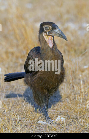 südliche Hornrabe, Hornrabe (Bucorvus Leadbeateri, Bucorvus Cafer), Weiblich, sitzen auf dem Boden, Südafrika, Krüger Nationalpark Stockfoto