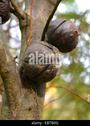Rottnest Island Kiefer (Callitris Preissii), Zapfen Stockfoto