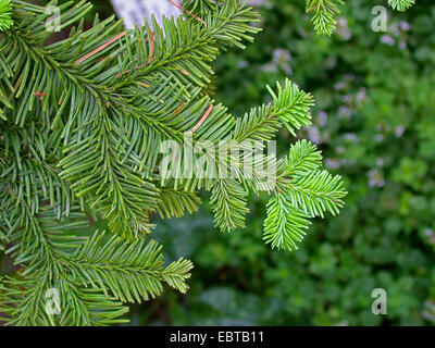 Edle Tanne, rote Tanne, Weißtanne (Abies Procera, Abies Nobilis), Zweig Stockfoto