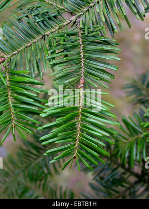 Balsam-Tanne (Abies Balsamea), verzweigen Stockfoto