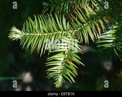 China-Tanne, chinesische Tanne (Cunninghamia Lanceolata), Zweig Stockfoto