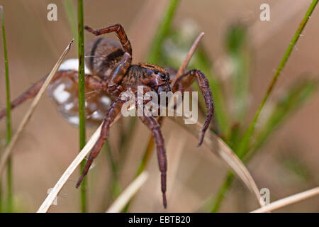 Trochosa Terricola (Trochosa Terricola), Weibchen mit Coccon, Deutschland, Bayern Stockfoto