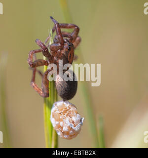 Trochosa Terricola (Trochosa Terricola), Weibchen mit Coccon, Deutschland, Bayern Stockfoto