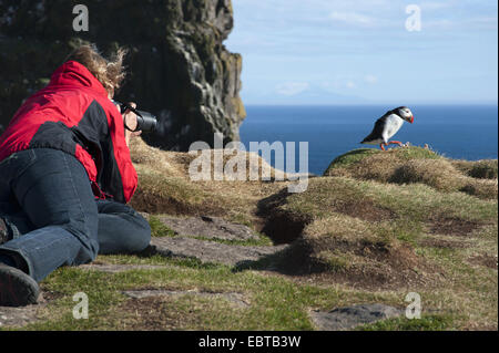 Papageitaucher, gemeinsame Papageientaucher (Fratercula Arctica), Frau Fotografieren ein Papageitaucher Island, Latrabjarg, Hoefn Stockfoto