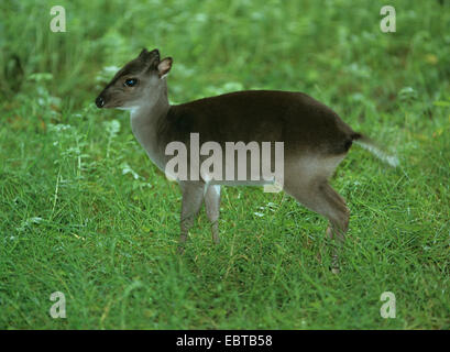 blauer Duiker (Cephalophus Monticola, Philantomba Monticola), auf einer Wiese Stockfoto