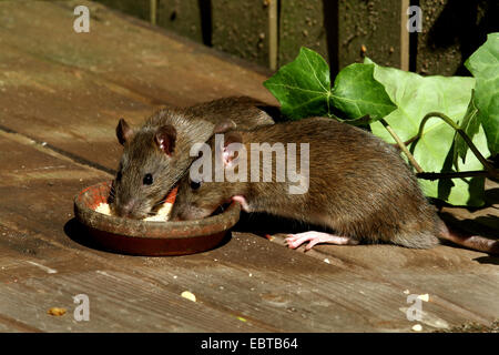 Juvenile braune Ratte / gemeinsame Ratte (Rattus Norvegicus) entstehende  Fallrohr auf Bürgersteig in Stadtstraße Stockfotografie - Alamy