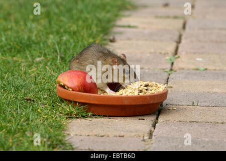 Braune Ratte, gemeinsame braune Ratte, Norwegen Ratte, gemeinsame Ratte (Rattus Norvegicus), an einem Futterplatz für Vögel, Deutschland Stockfoto