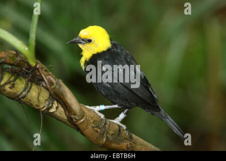 gelb mit Kapuze Amsel (Agelaius Icterocephalus), auf einem Ast Stockfoto