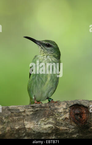 rotbeinige Kleidervogel (Cyanerpes Cyaneus), weibliche auf einem Ast Stockfoto