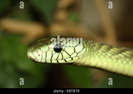 grüne Mamba, westliche grüne Mamba (Dendroaspis Viridis), portrait Stockfoto