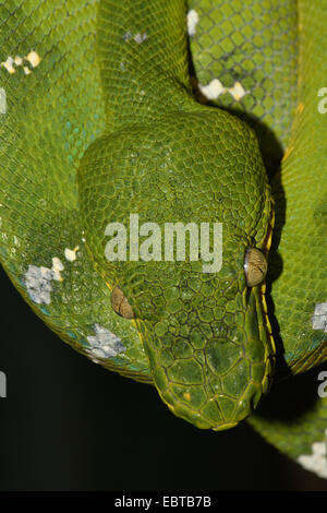 Smaragd Baum Boa (Corallus Caninus), Kopf Stockfoto