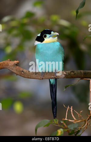 Long-tailed Broadbill (Psarisomus Dalhousiae), auf einem Ast Stockfoto