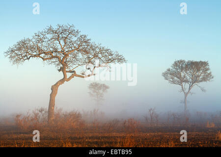 Nebel in Savanne, Südafrika, Krüger Nationalpark, untere Sabie Camp Stockfoto