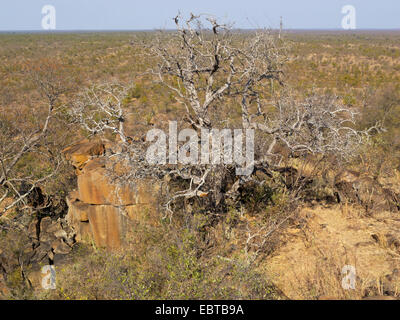 getrocknete Strauch in Savanne, Südafrika, Tshanga Lookout, Krüger Nationalpark, Letaba Camp Stockfoto