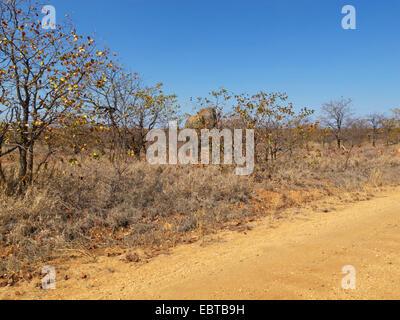 Afrikanischer Elefant (Loxodonta Africana), versteckt hinter Sträuchern, South Africa, Kwazulu-Natal, Giants Castle Stockfoto