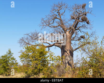 Baobab, Monkey Brot, Tamarinde (Affenbrotbäume spec.), in der Savanne, Südafrika, Krueger National Park, Affe Letaba Camp Stockfoto