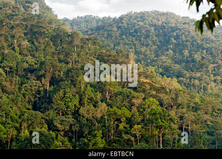 Regenwald, Uganda, Bwindi Impenetrable Nationalpark Stockfoto