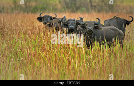 Afrikanischer Büffel (Syncerus Caffer), Herde, stehend in der Savanne, Uganda, Queen Elizabeth National Park Stockfoto