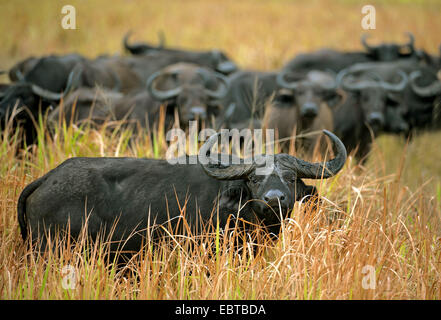 Afrikanischer Büffel (Syncerus Caffer), Herde, stehend in der Savanne, Uganda, Queen Elizabeth National Park Stockfoto