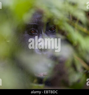 Berggorillas (Gorilla Beringei Beringei), Gesicht eines silbernen zurück hinter Blättern, Uganda, Bwindi Impenetrable Nationalpark Stockfoto