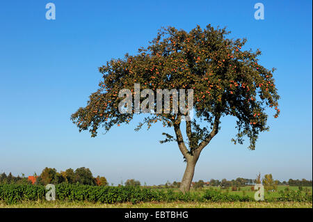 Apfelbaum (Malus Domestica), Baum mit reifen Äpfeln, Deutschland Stockfoto