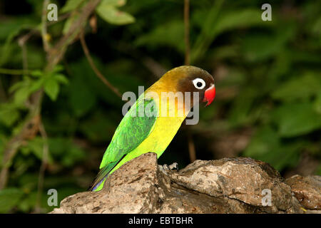 Fischers Lovebird (Agapornis Fischeri), sitzend Stockfoto