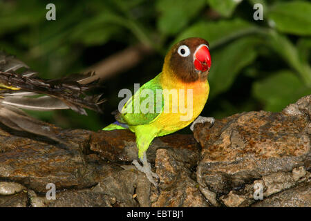 Fischers Lovebird (Agapornis Fischeri), sitzend Stockfoto