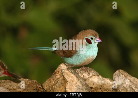 rote Wangen Cordon-Bleu (Uraeginthus Bengalus), sitzen männlich Stockfoto