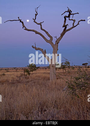 toter Baum in Savanne im Abendlicht, Südafrika, Krüger Nationalpark, Satara Camp Stockfoto