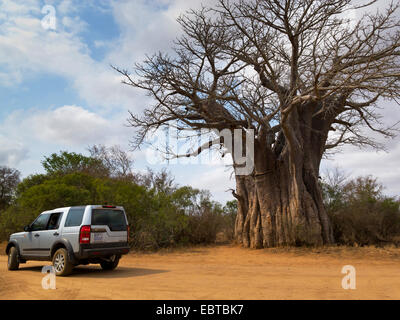 Baobab, Monkey Brot, Affe Tamarinde (Affenbrotbäume spec.), Jeep nächsten Baobab, Krüger Nationalpark, Südafrika, niedriger Sabie Camp Stockfoto