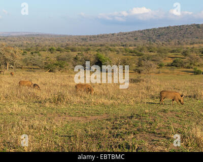 gemeinsamen Warzenschwein, Savanne Warzenschwein (Phacochoerus Africanus), in Savannen, Südafrika, Hluhluwe-Umfolozi Nationalpark, Mpila Camp Stockfoto