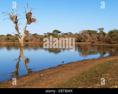 toter Baum in einem See am Sunset-Damm, Südafrika, Krüger Nationalpark, untere Sabie Camp Stockfoto