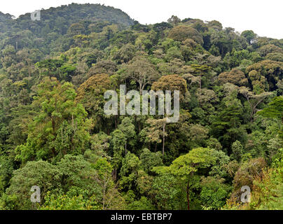 Regenwald, Uganda, Bwindi Impenetrable Nationalpark Stockfoto