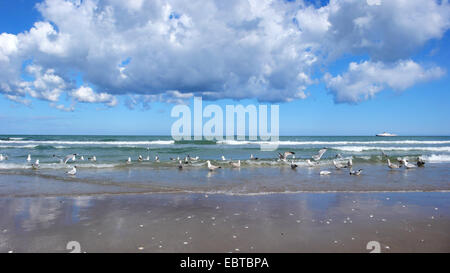 verschiedene Seevögel, die auf der Suche nach Nahrung in der Brandung der Ostsee, Deutschland, Mecklenburg-Vorpommern, Rügen Stockfoto