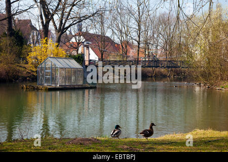 Stockente (Anas Platyrhynchos), Ente paar am Ufer der Lippe an der Laumannshuegel mit dem Kunstwerk namens "Arche" auf dem Wasser, Deutschland, Nordrhein-Westfalen, Lippstadt Stockfoto