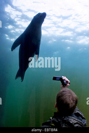 Australischer Seebär (Arctocephalus percivali Dorifer), junge Besucher in der gläserne Tunnel eines Aquariums Dreharbeiten eine Dichtung Stockfoto