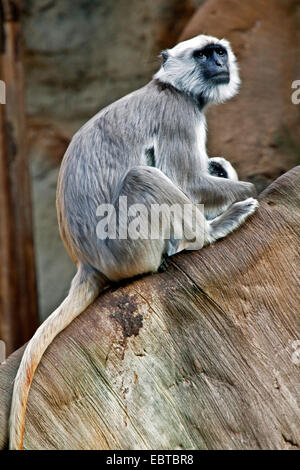 Hanuman-Languren, Hanuman Affen, gemeinsame Languren (Presbytis Entellus), Mutter mit Baby-sitting auf abgestorbenem Holz Stockfoto