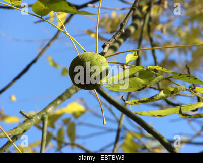 Schwarznuss (Juglans Nigra), Obst auf einem Baum Stockfoto