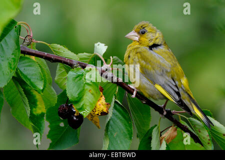 westlichen Grünfink (Zuchtjahr Chloris), männliche in der Zucht Gefieder sitzt auf einem Zweig von einem Kirschbaum, Deutschland Stockfoto