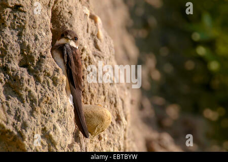 Uferschwalbe (Riparia Riparia), bei seinen Nest Löchern, Niederlande Stockfoto