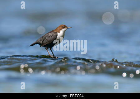 Wasseramseln (Cinclus Cinclus), auf den Feed in einem Fluss, Deutschland, Rheinland-Pfalz Stockfoto