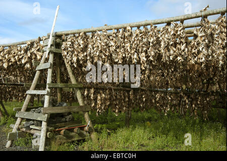 viele Lager Fische hängen an hölzernen Gerüste, Island, Halbinsel Reykjanes Stockfoto