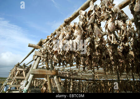 viele Lager Fische hängen an hölzernen Gerüste, Island, Halbinsel Reykjanes Stockfoto