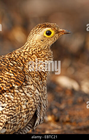 Doppel-banded Sandgrouse (Pterocles Bicinctus), Porträt, Südafrika, Krüger Nationalpark Stockfoto