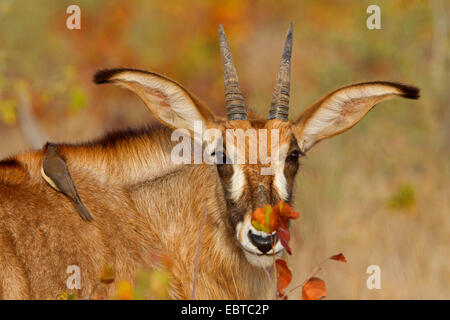 Roan Antilope (Hippotragus Spitzfußhaltung), mit Oxpecker Buphagus Erythrorhynchus auf der Rückseite, Südafrika, Krüger Nationalpark, Letaba Camp Stockfoto