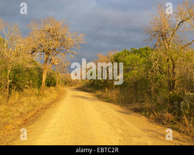 unbefestigte Straße in Savanne, Südafrika, Hluhluwe-Umfolozi Nationalpark, Hilltop Camp Stockfoto