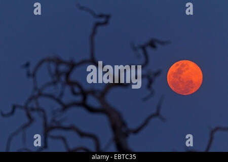 toter Baum und Vollmond, Südafrika, Krüger Nationalpark, Satara Camp Stockfoto